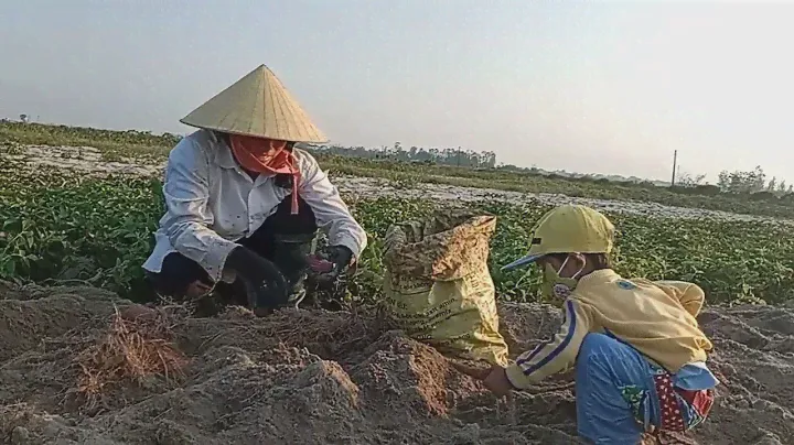 Đào khoai lang trên đất cát.
