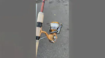 Daiwa TD Sol MQ 4000DC Line: Tasline 20lb braid rod: Shimano Raider 7’6” 5-8kg snapper rod #fishing